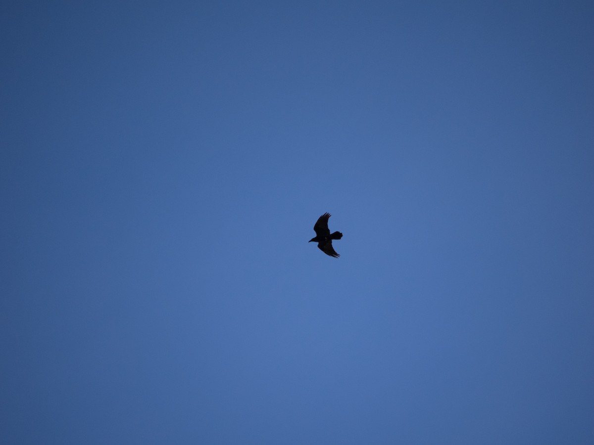 Common Raven - ML631564636