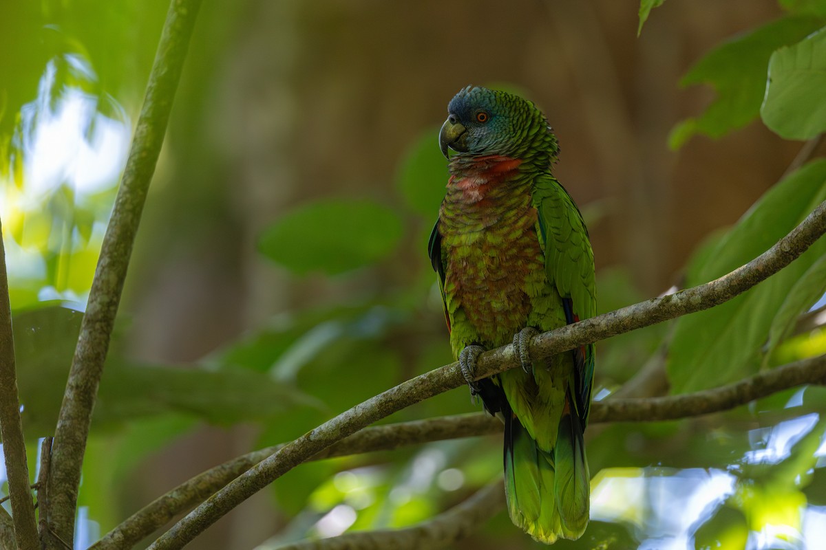 St. Lucia Amazon - ML631564681