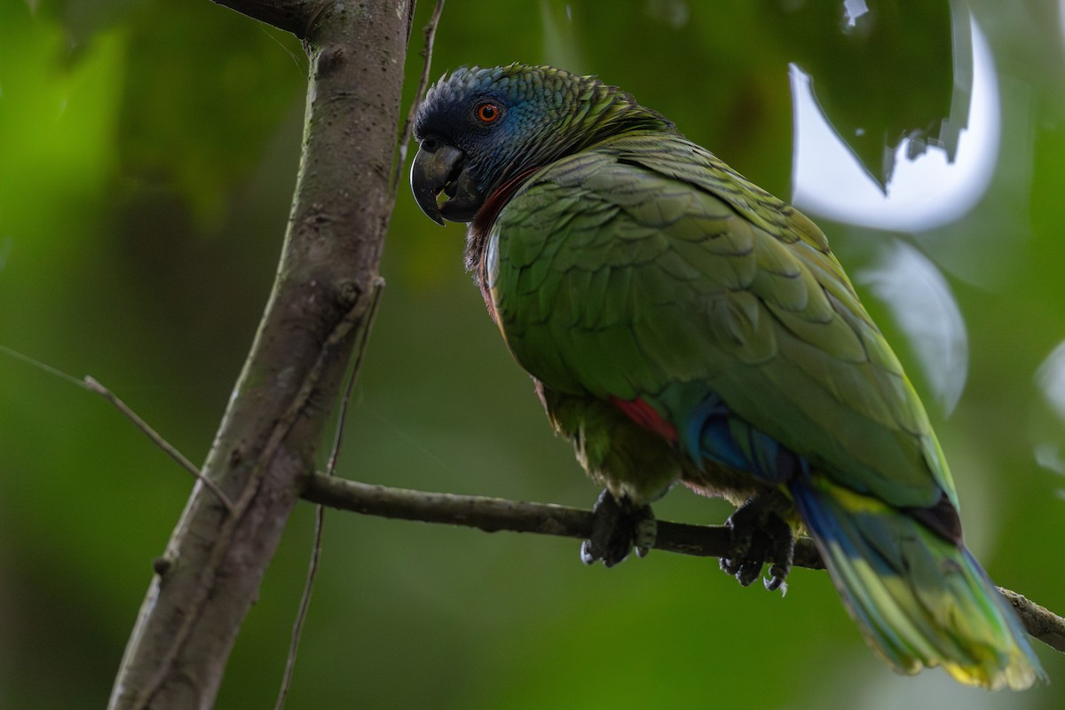 St. Lucia Amazon - ML631564682