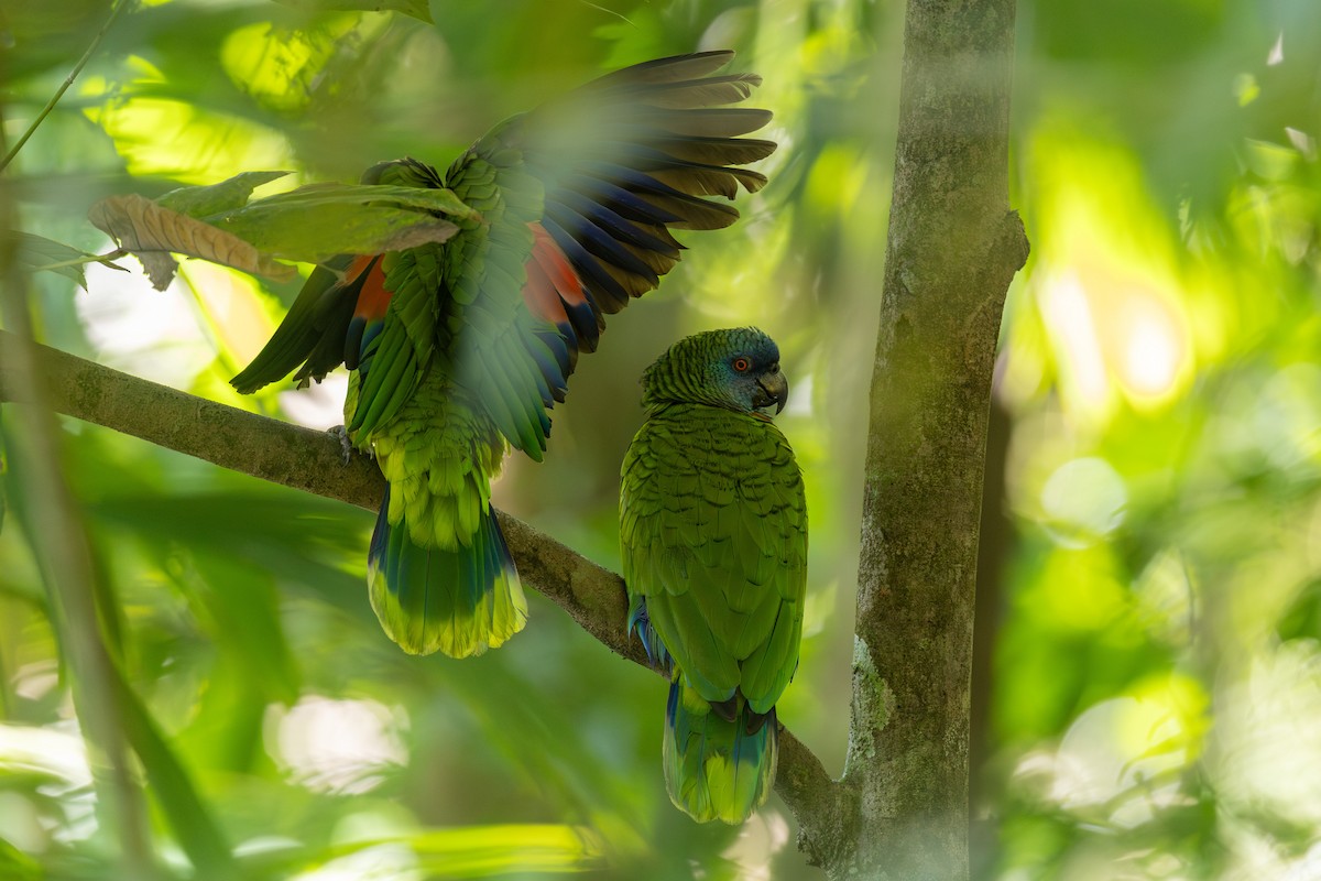 St. Lucia Amazon - ML631564684