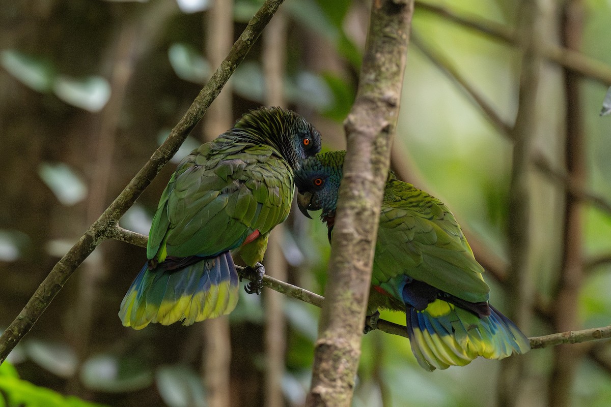 St. Lucia Amazon - ML631564685