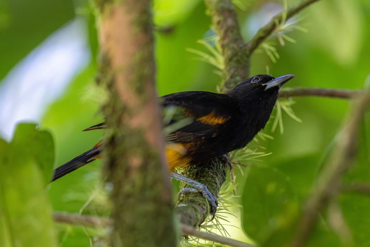 St. Lucia Oriole - ML631564697
