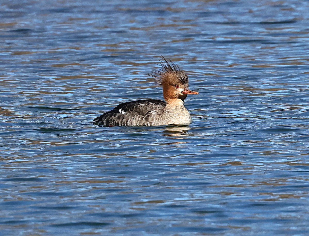 Сэвгэр бохио - ML631565128