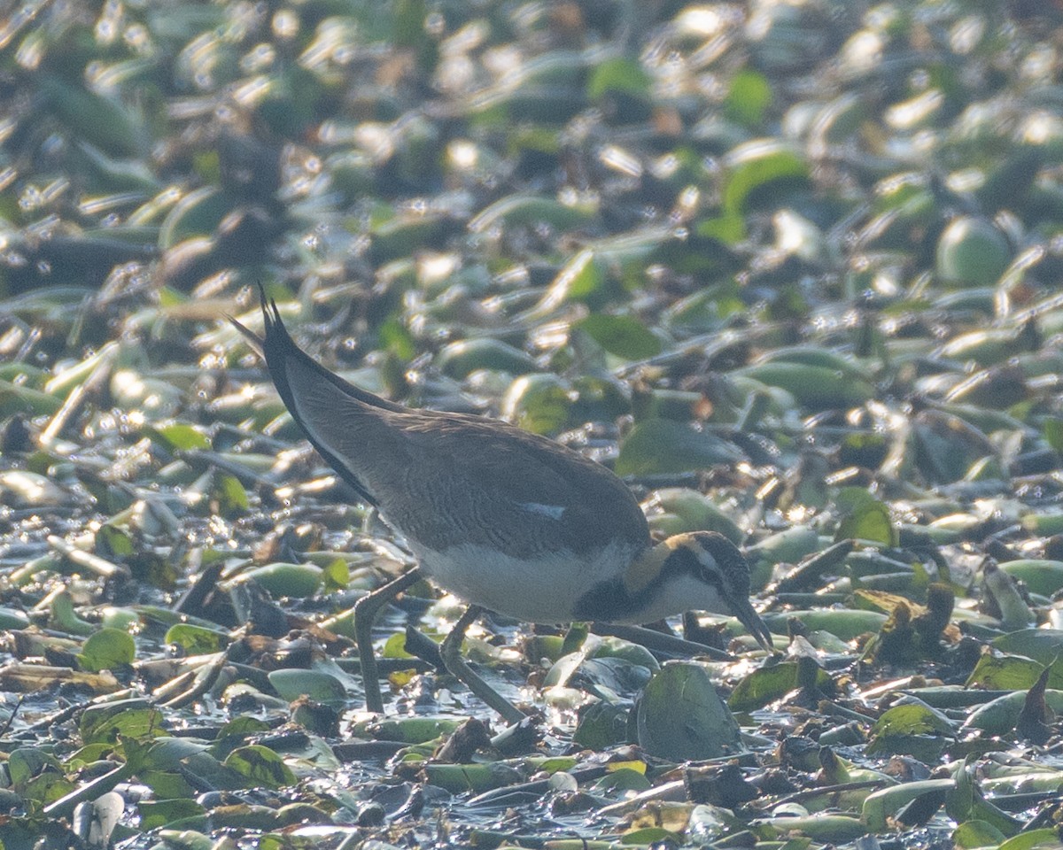 Pheasant-tailed Jacana - ML631565433