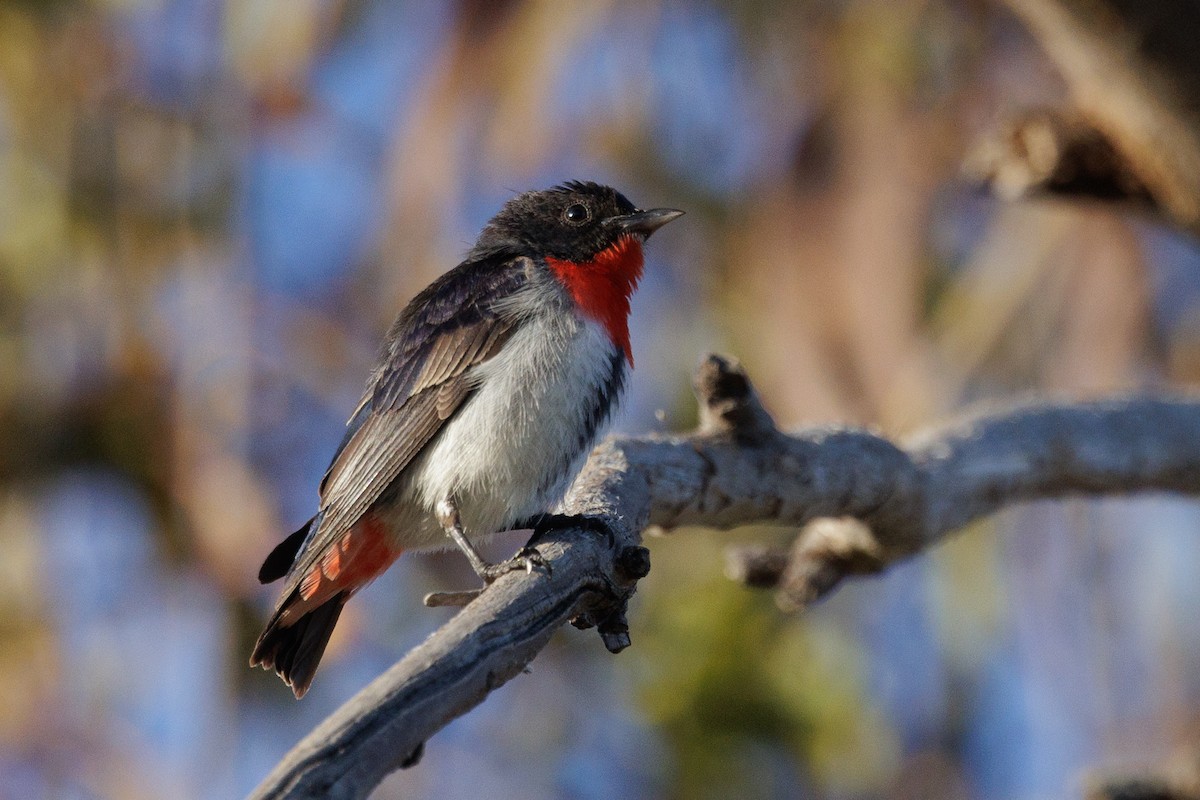 Mistletoebird - ML631565436