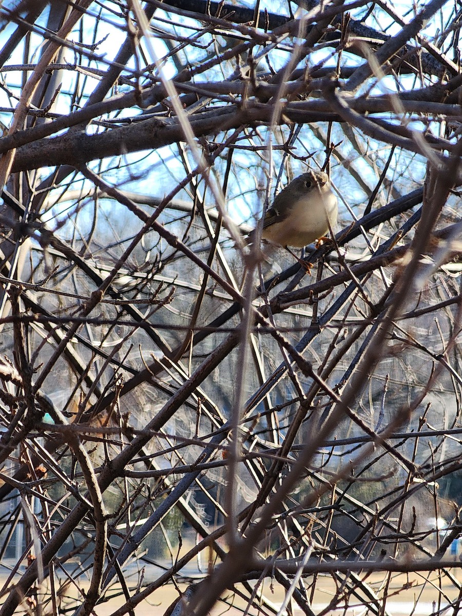 Ruby-crowned Kinglet - ML631565553