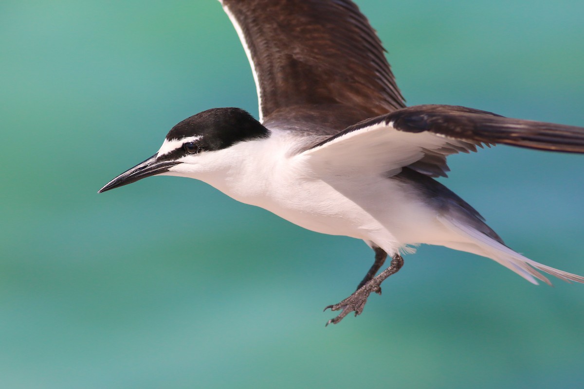 Bridled Tern - ML63156561