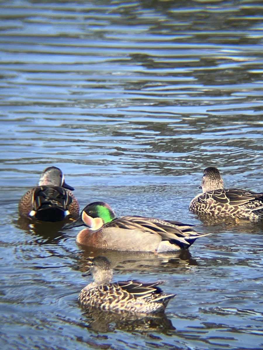 Blue-winged x Green-winged Teal (hybrid) - ML631565667