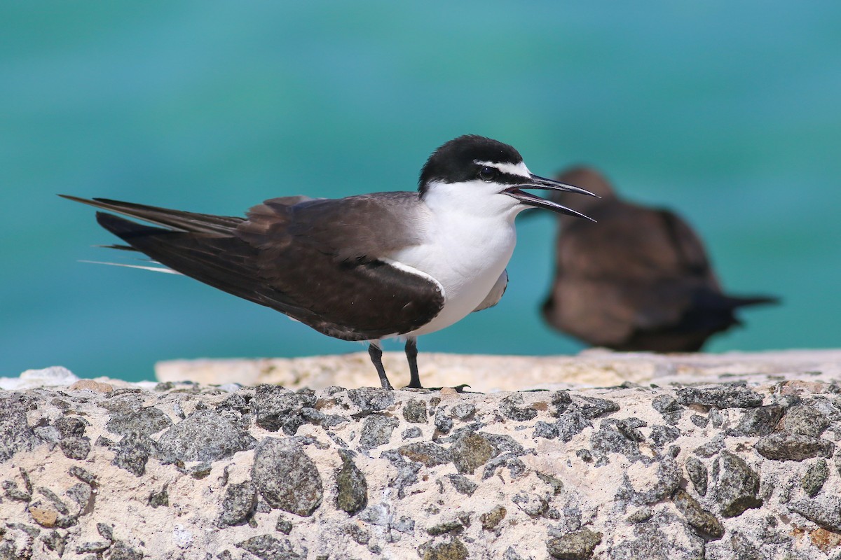 Bridled Tern - ML63156571