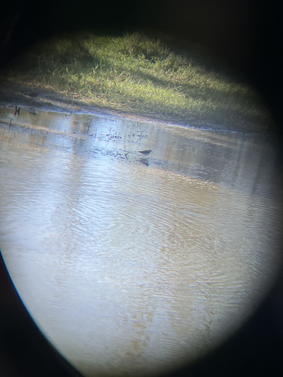 vodouš samotářský - ML631565795