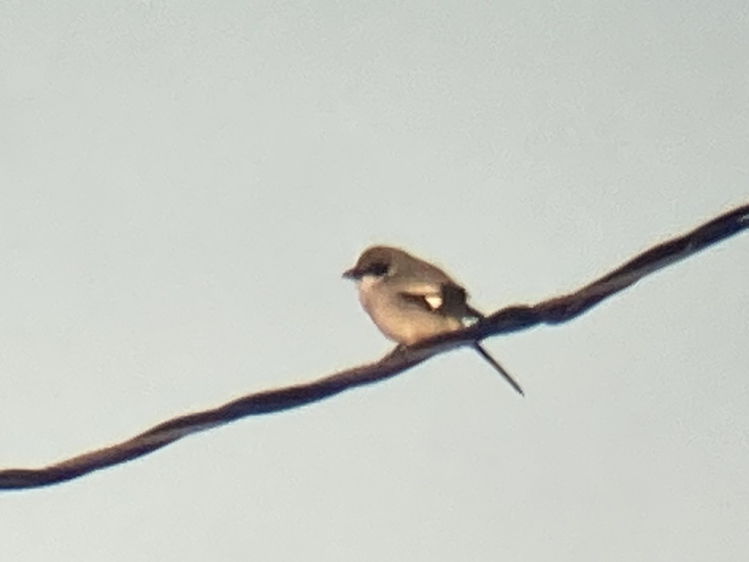 Loggerhead Shrike - ML631565912