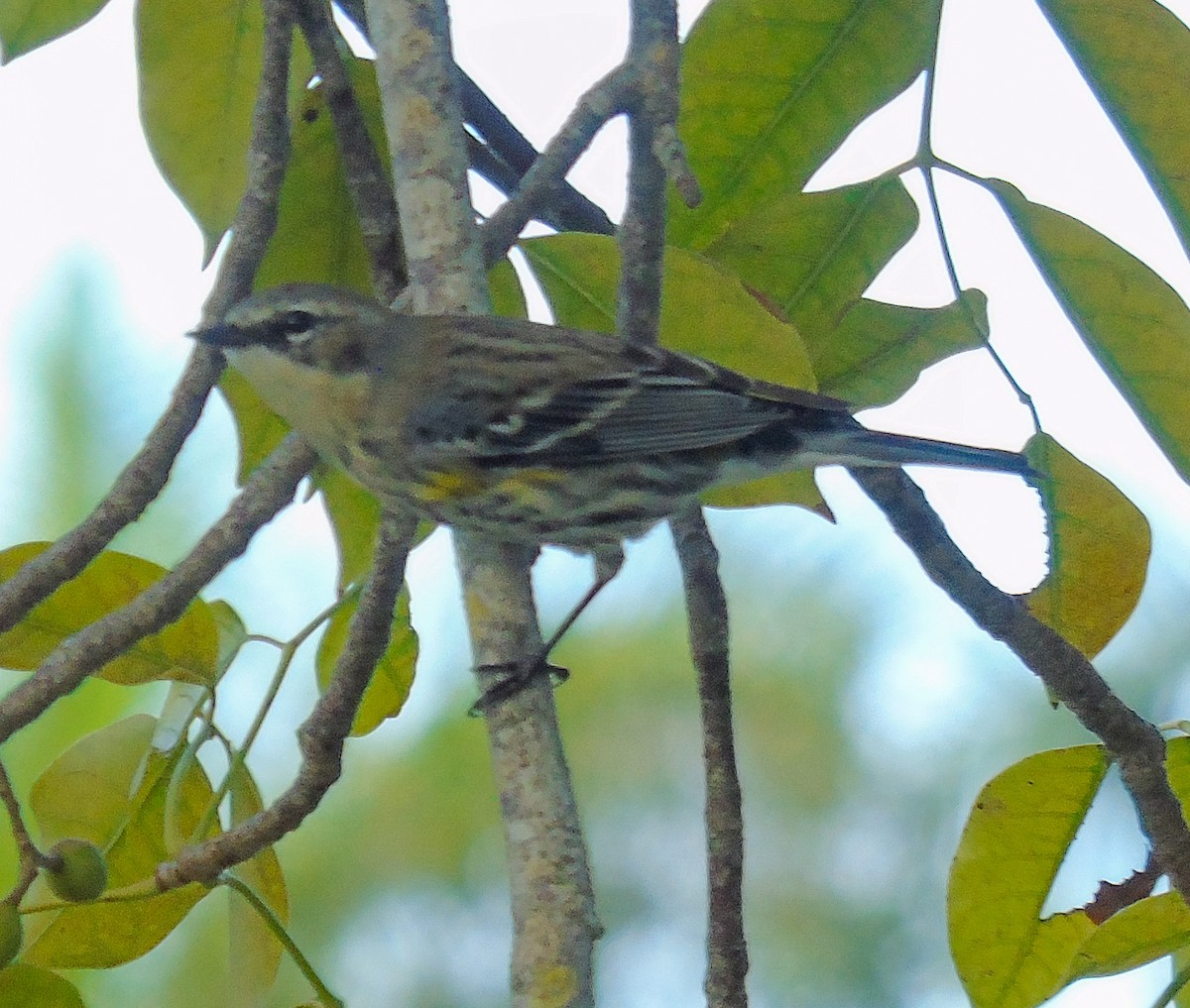 Пісняр-лісовик жовтогузий - ML631566196