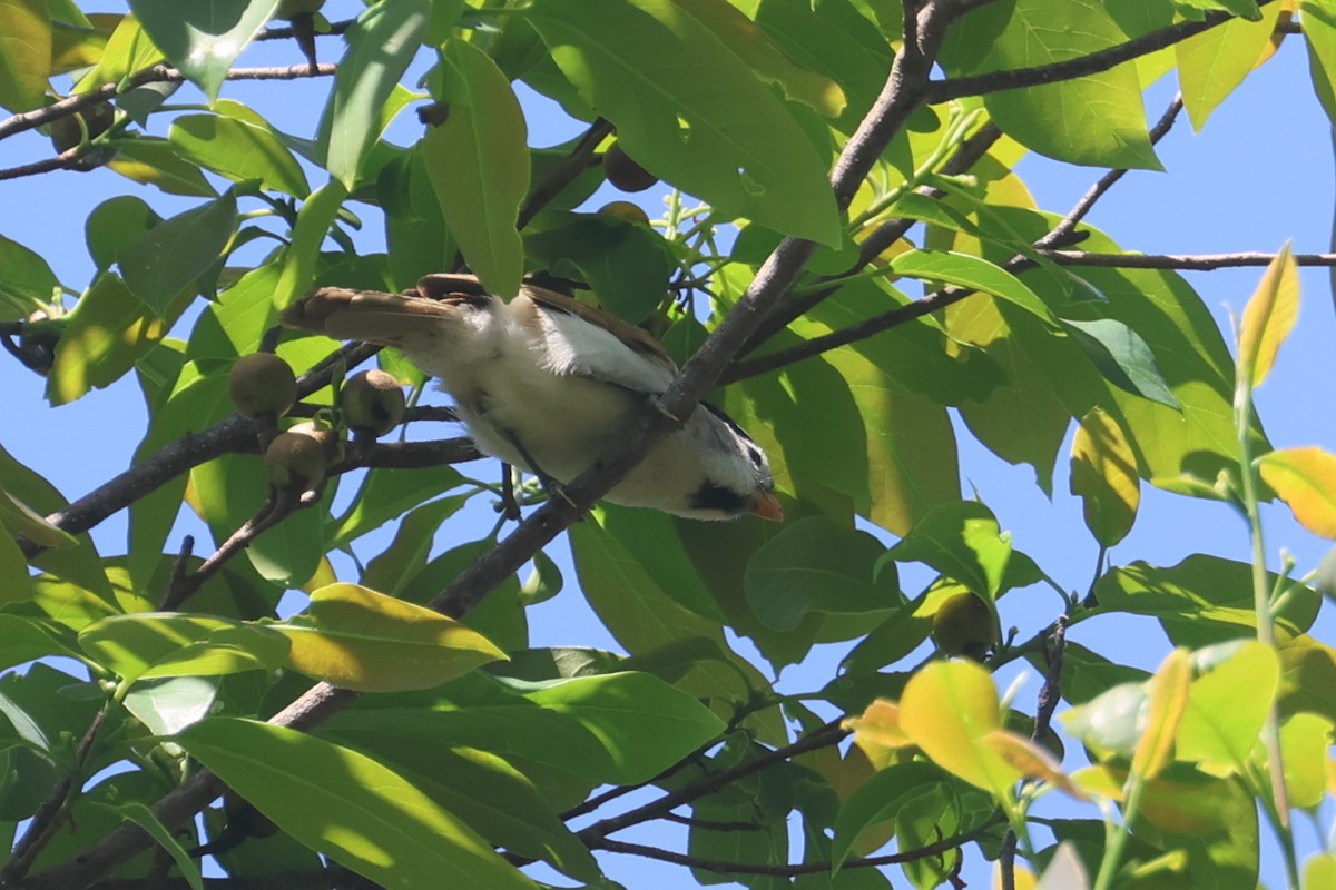 Gray-headed Parrotbill - ML631566237