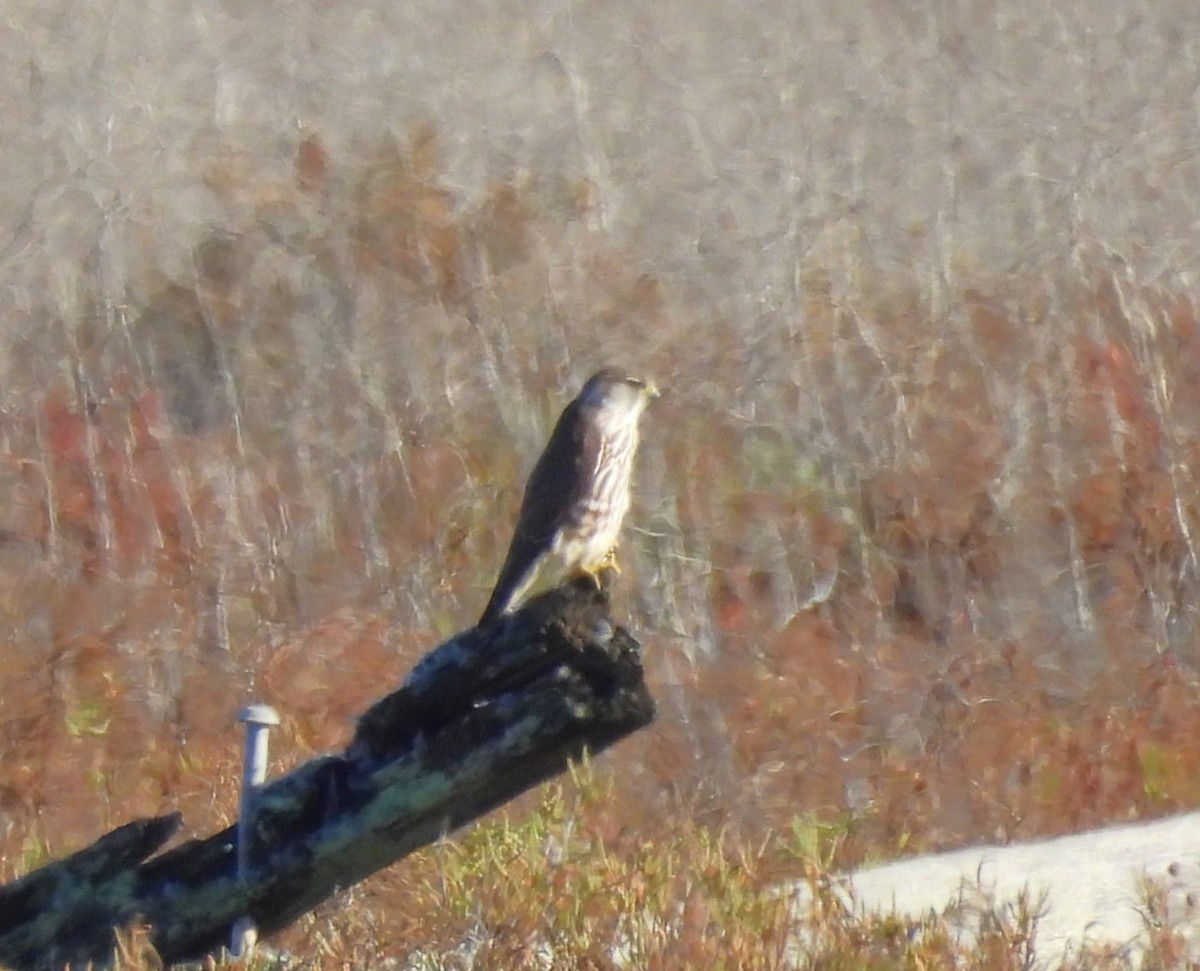 Merlin - ML631566359