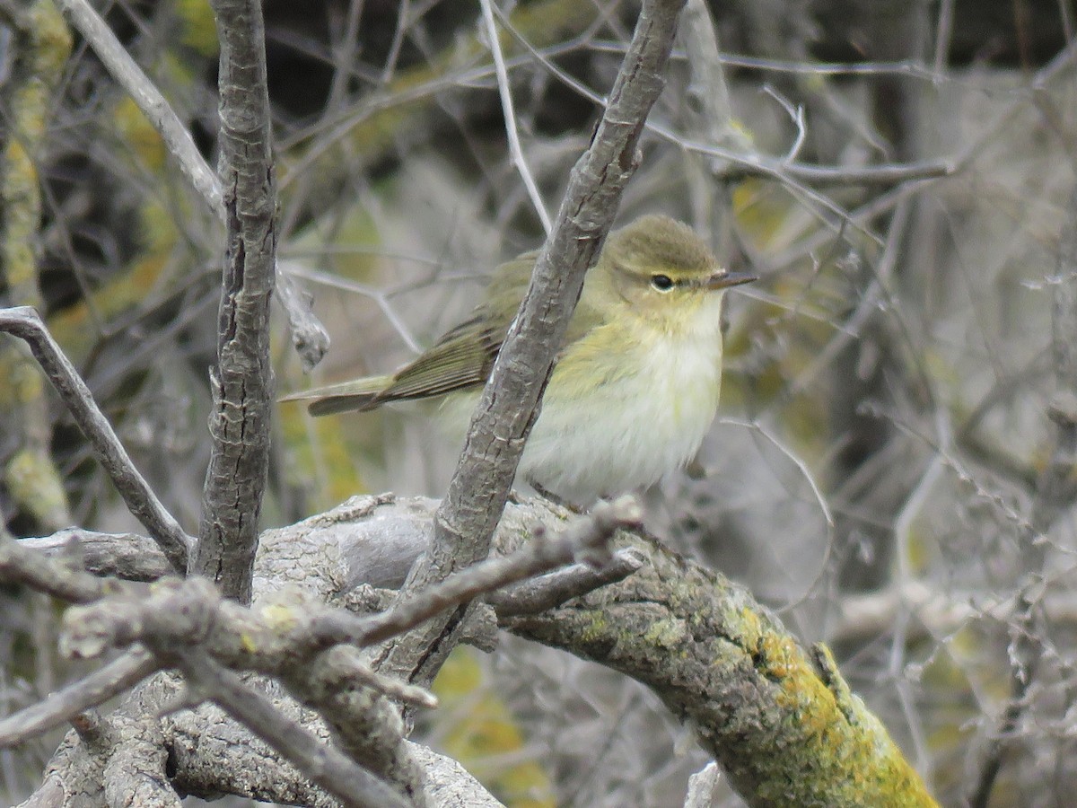 Willow Warbler - ML631566496