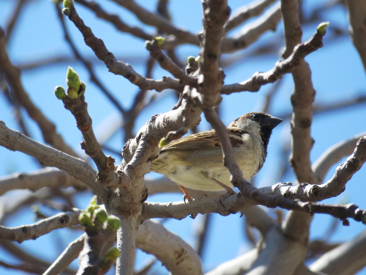 Spanish Sparrow - ML631566524