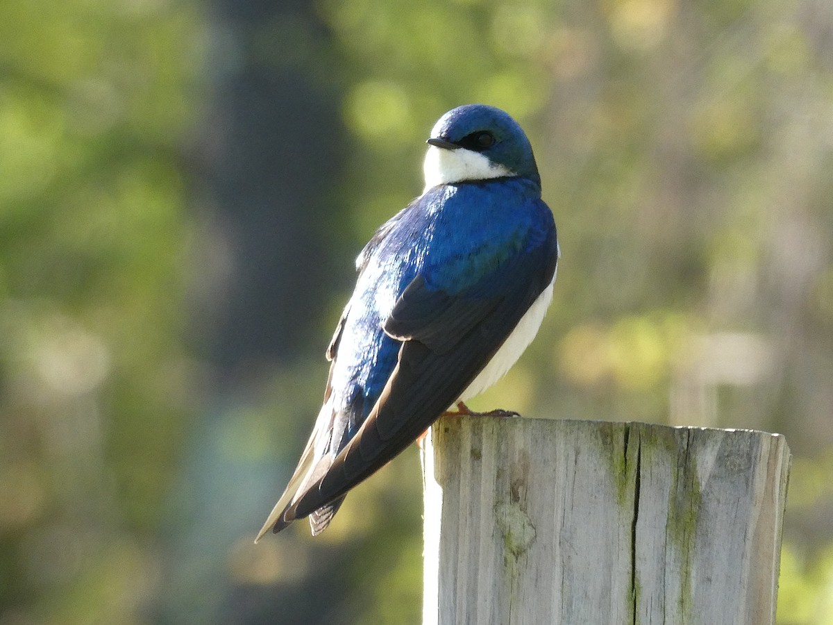 Tree Swallow - ML631566604