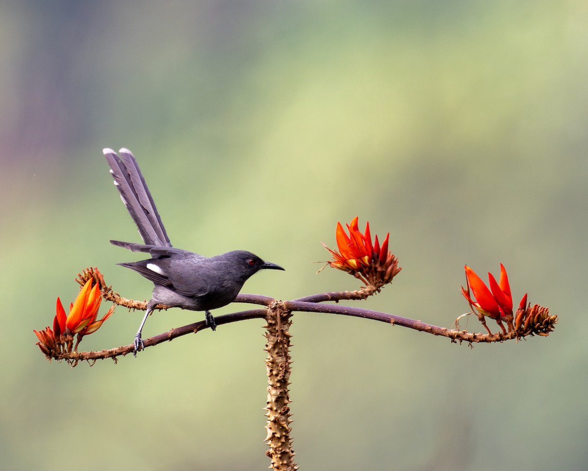 Long-tailed Sibia - Yifei Zheng
