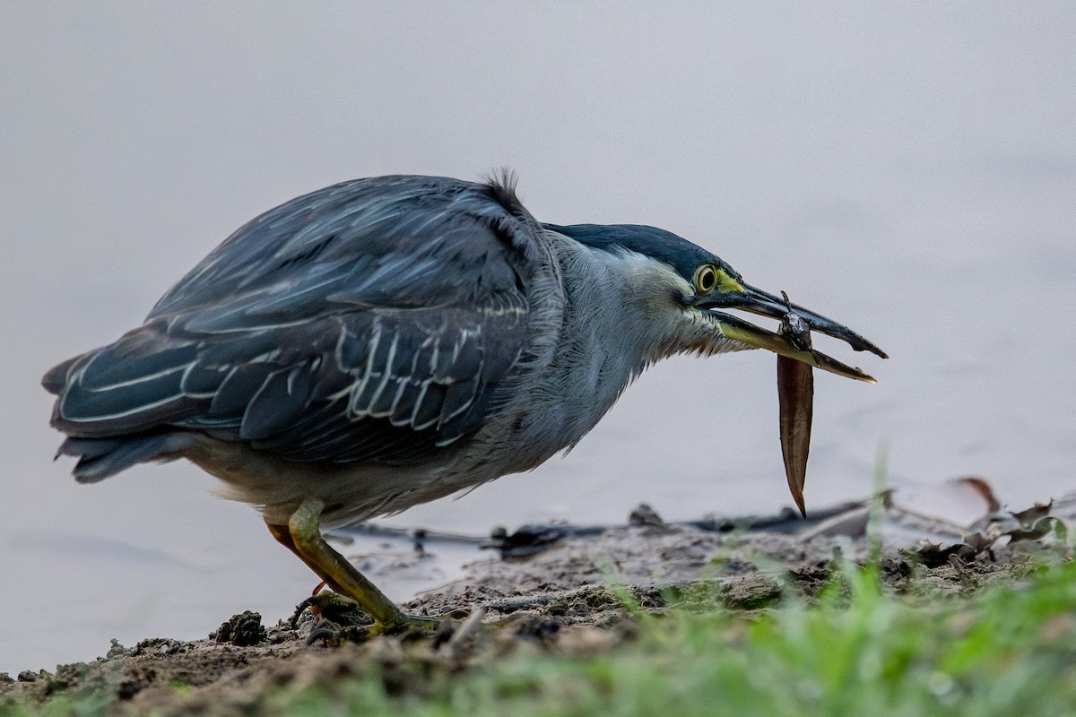 ササゴイ - ML631566968