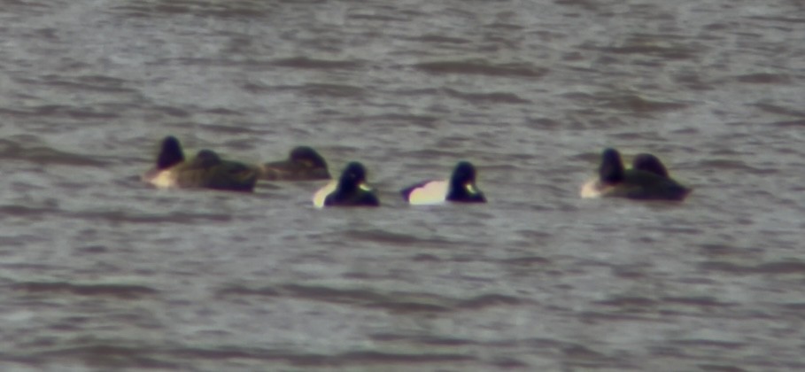 Lesser Scaup - ML631567077