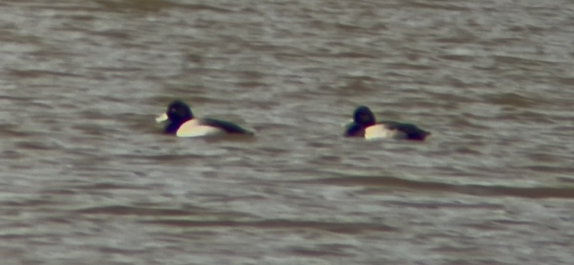 Lesser Scaup - ML631567078