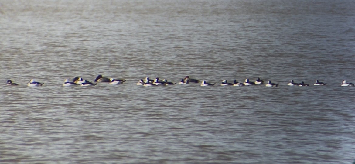 Bufflehead - ML631567093