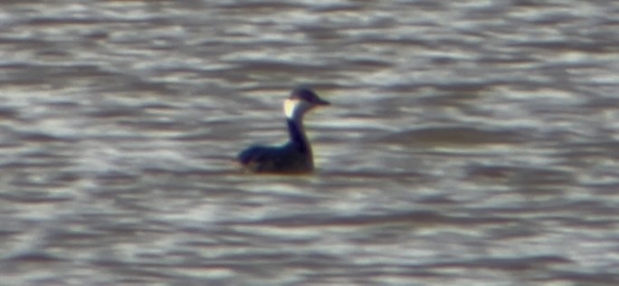 Horned Grebe - ML631567102