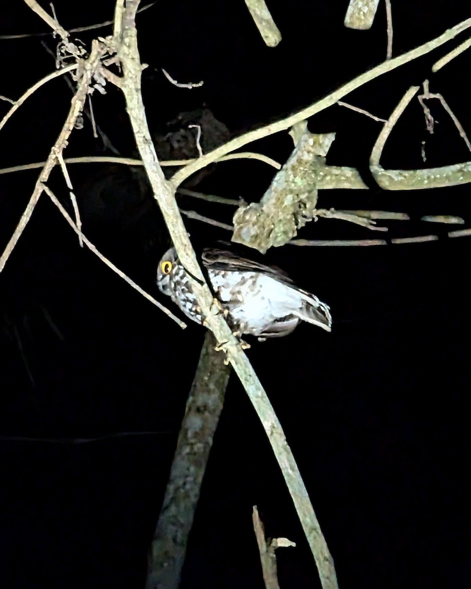 Brown Boobook - ML631567391