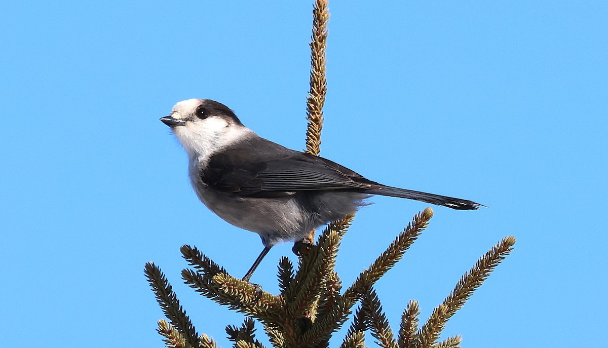 Canada Jay - ML631567561