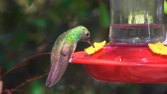 Berylline Hummingbird - ML631567589
