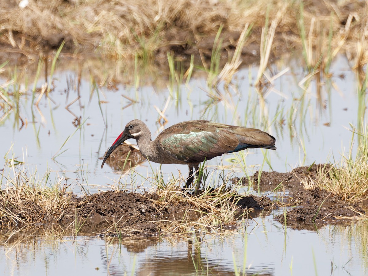 Hadada Ibis - Rodrigo Dueñas