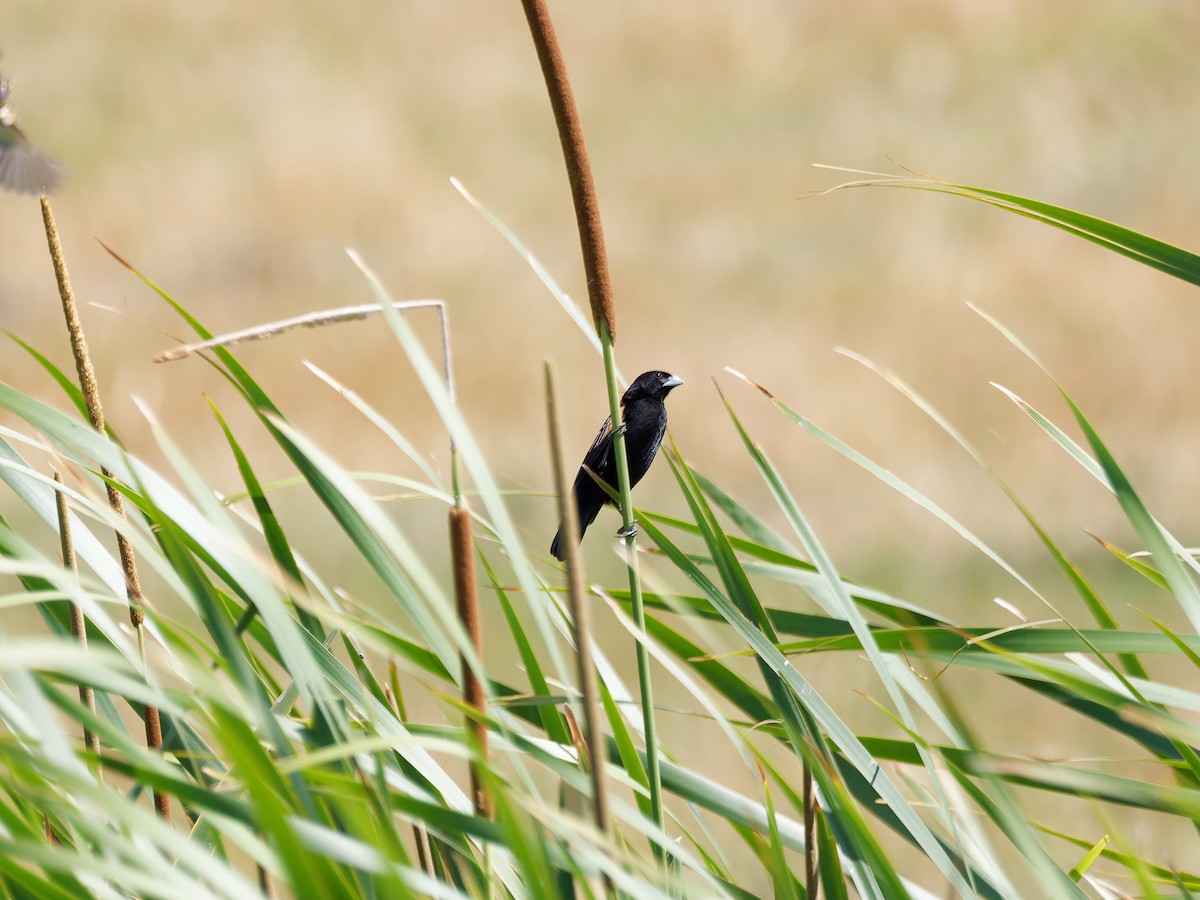 Fan-tailed Widowbird - Rodrigo Dueñas