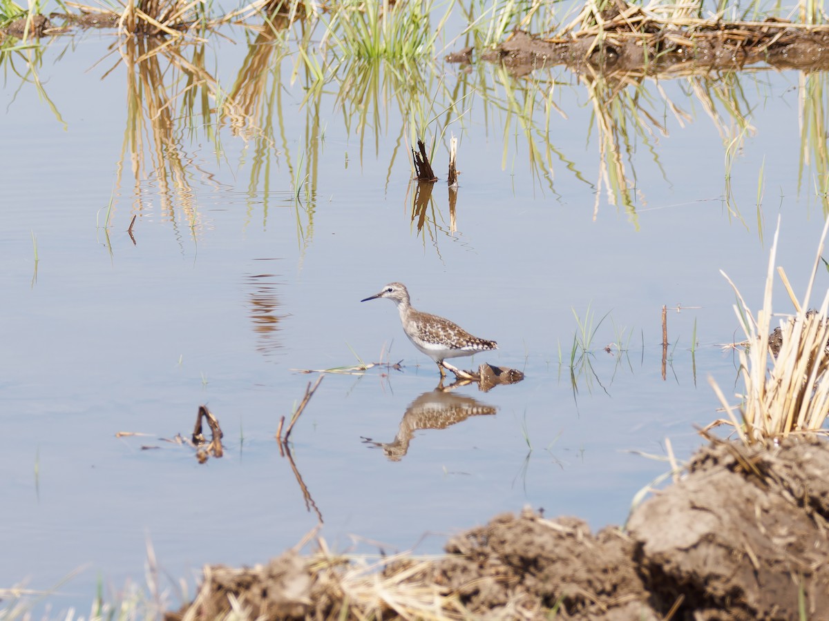 Wood Sandpiper - Rodrigo Dueñas
