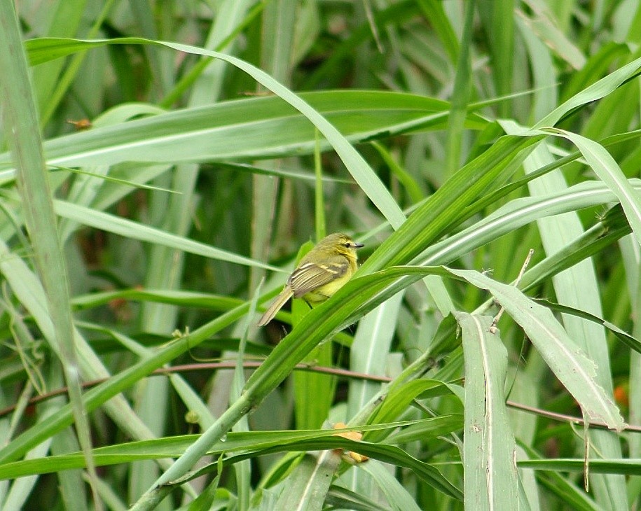 Yellow Tyrannulet - ML631567824