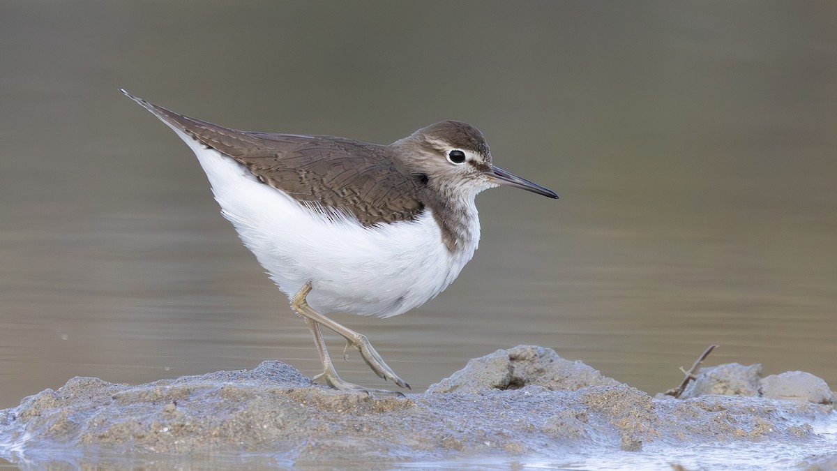 Common Sandpiper - Alper Yılmaz