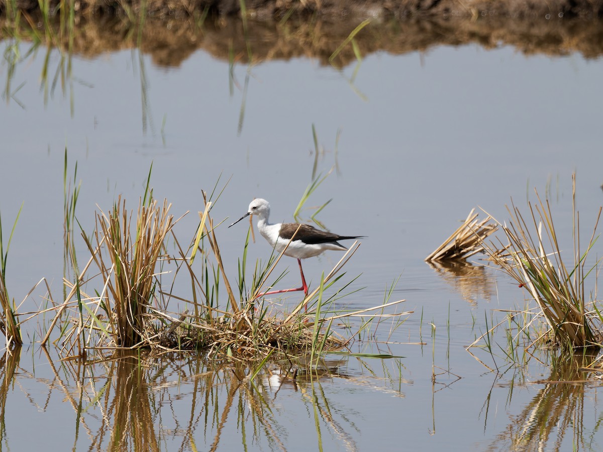Black-winged Stilt - Rodrigo Dueñas