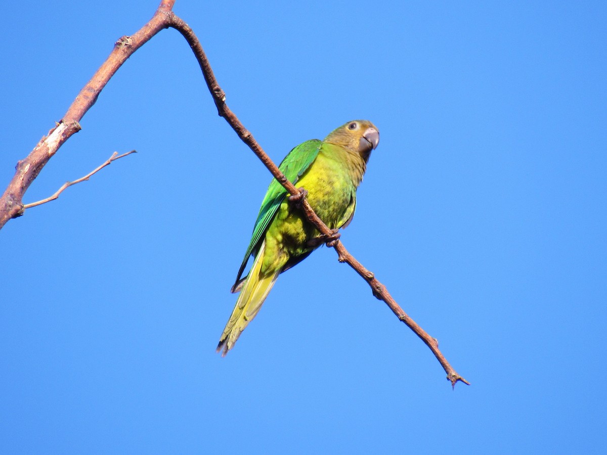 Brown-throated Parakeet - ML631567930