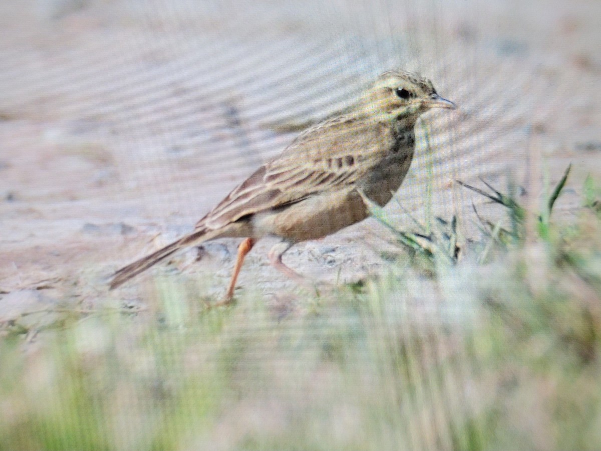 Paddyfield Pipit - ML631567960