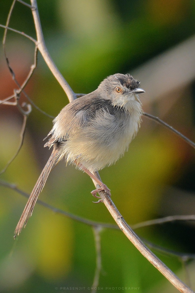 Plain Prinia - ML631567999