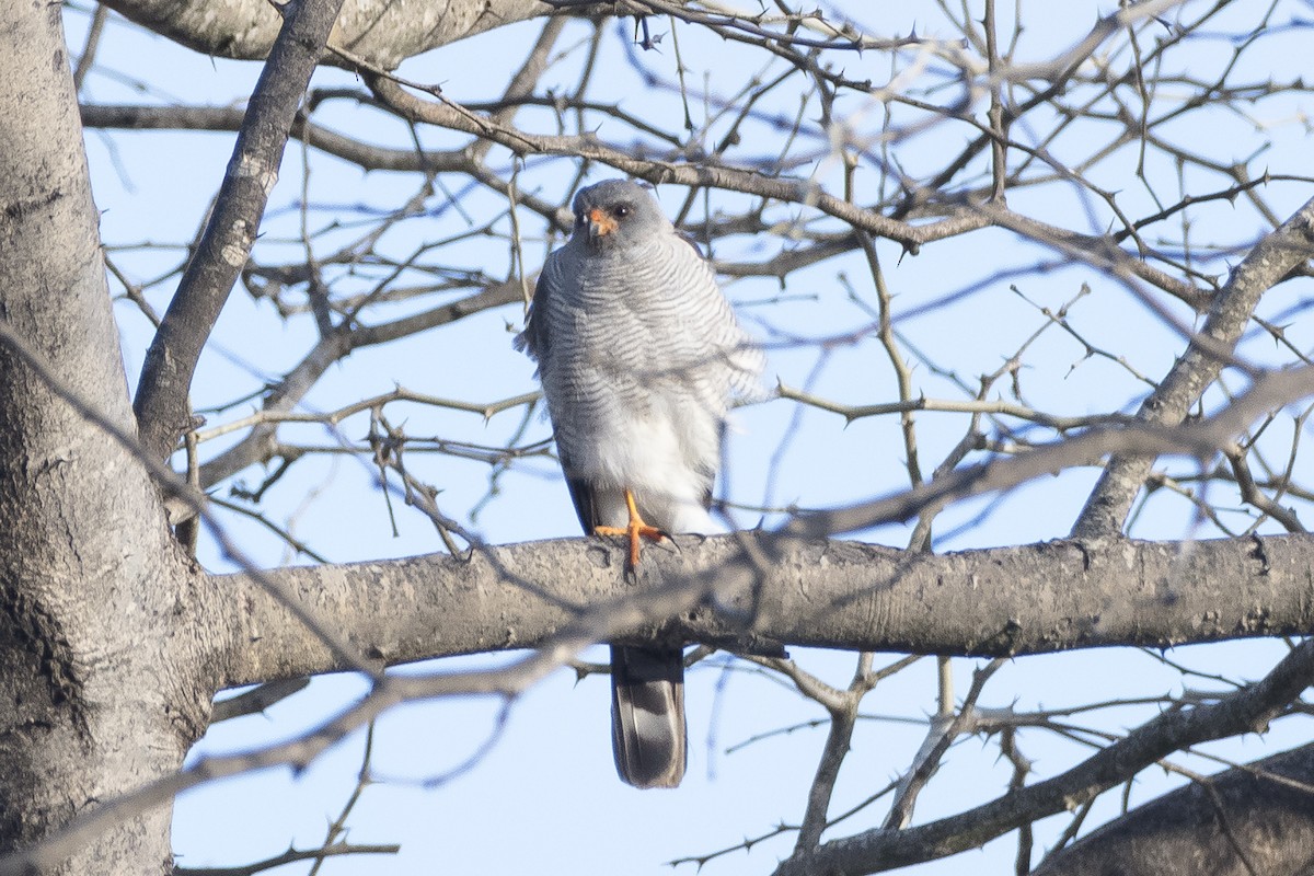 Ovambo Sparrowhawk - ML631568009