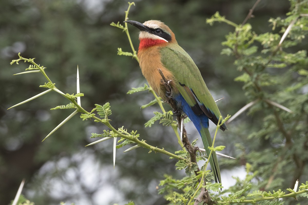 White-fronted Bee-eater - ML631568019