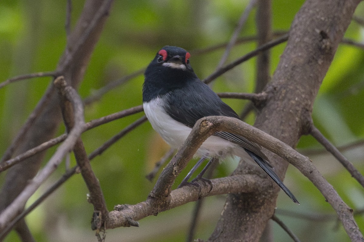 Black-throated Wattle-eye - ML631568025