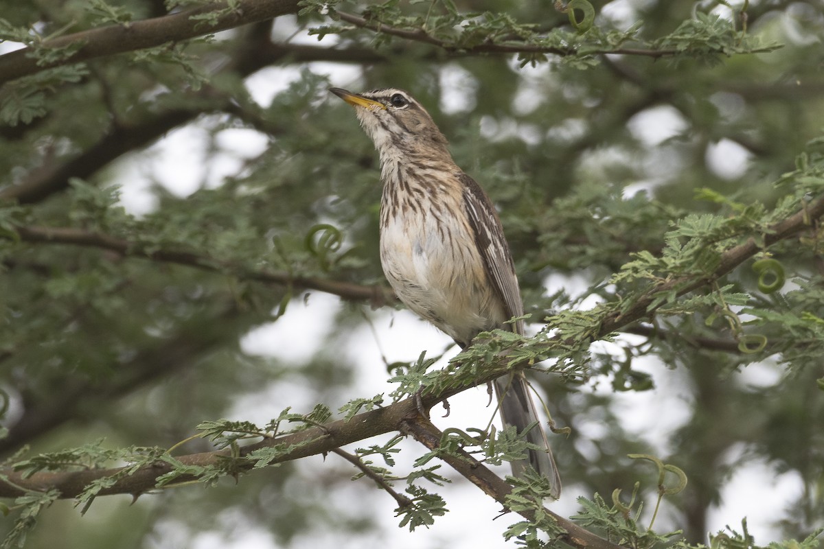 White-browed Scrub-Robin - ML631568041