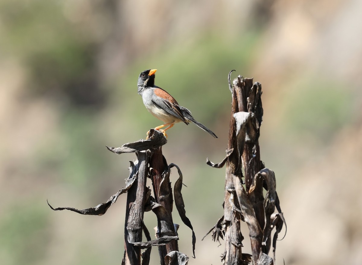 Buff-bridled Inca-Finch - ML631568062