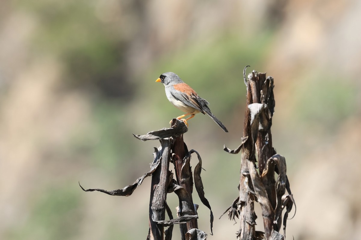 Buff-bridled Inca-Finch - ML631568063