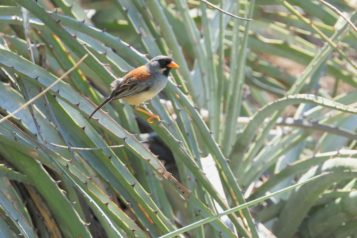 Buff-bridled Inca-Finch - ML631568064