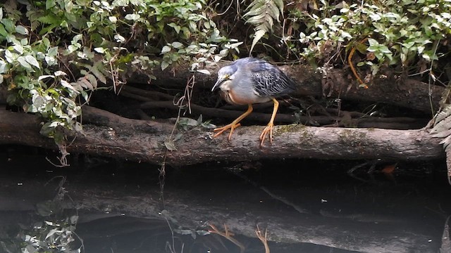 volavka proměnlivá (ssp. striata) - ML631568194