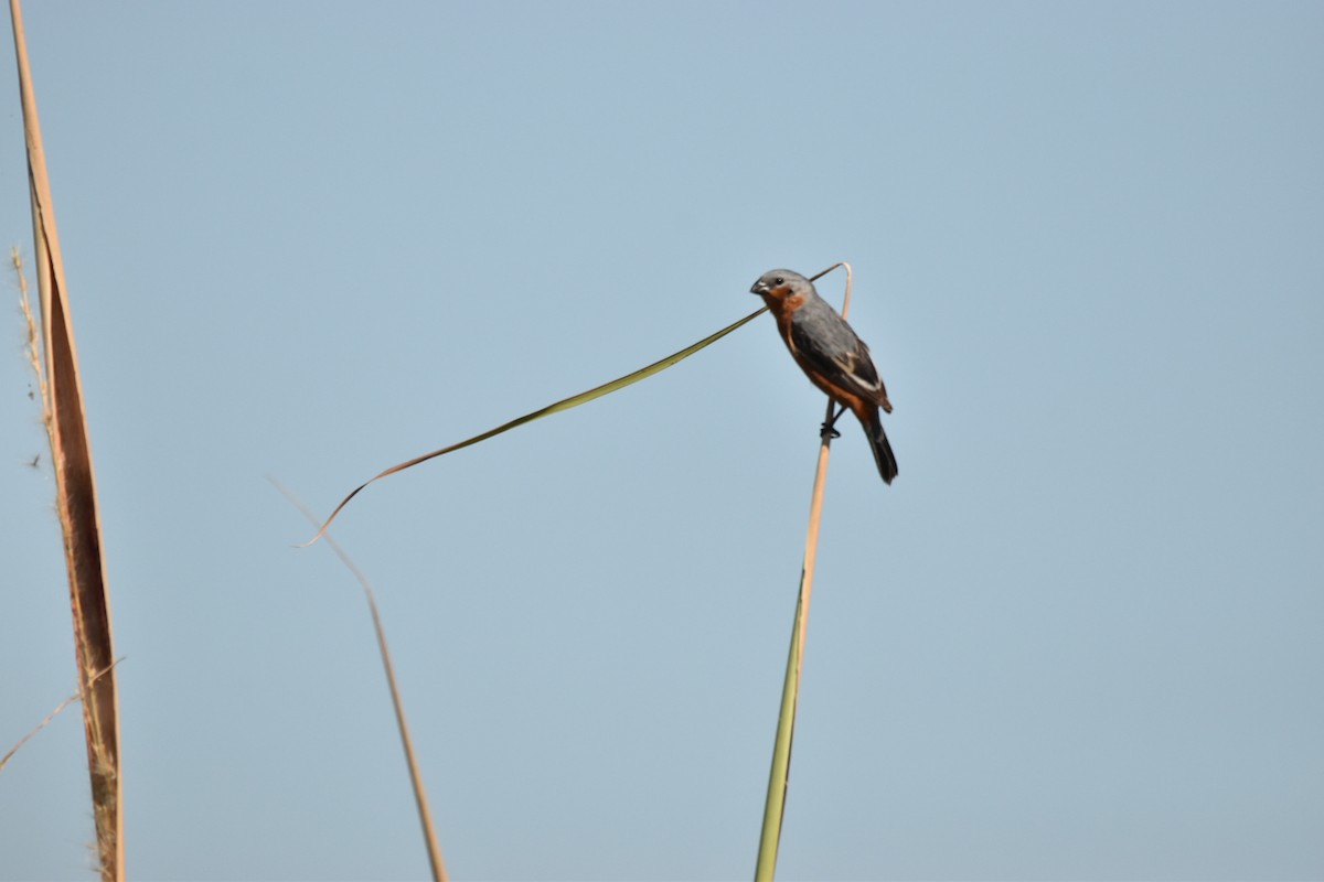Rufous-rumped Seedeater - ML631568261