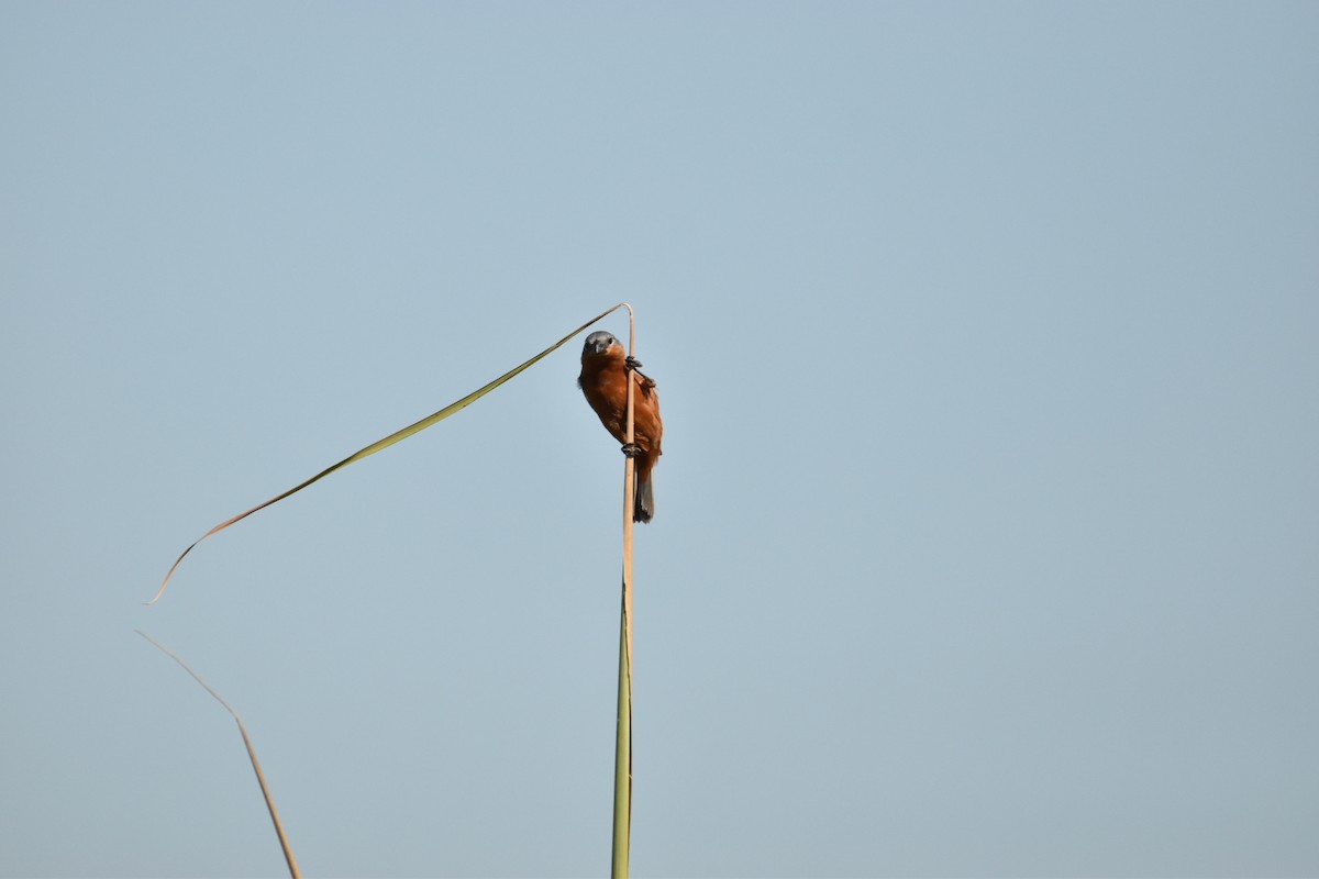 Rufous-rumped Seedeater - ML631568262