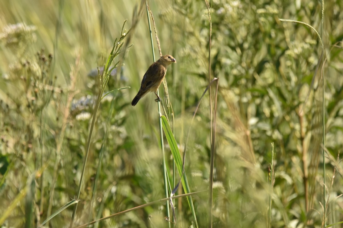 Rufous-rumped Seedeater - ML631568263